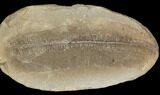 Fossil Fern (Pecopteris) Pos/Neg - Mazon Creek #121178-2